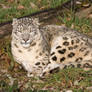 4778 - Snow Leopard