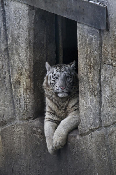 5063 - White Tiger cub