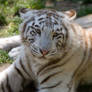 6010 - White tiger cub