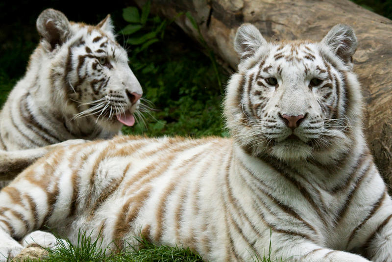 d1203 - White Tigers