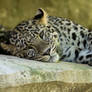 1882 - Persian Leopard