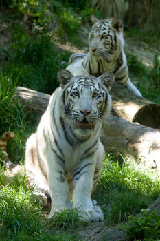 1946 - White Tigers