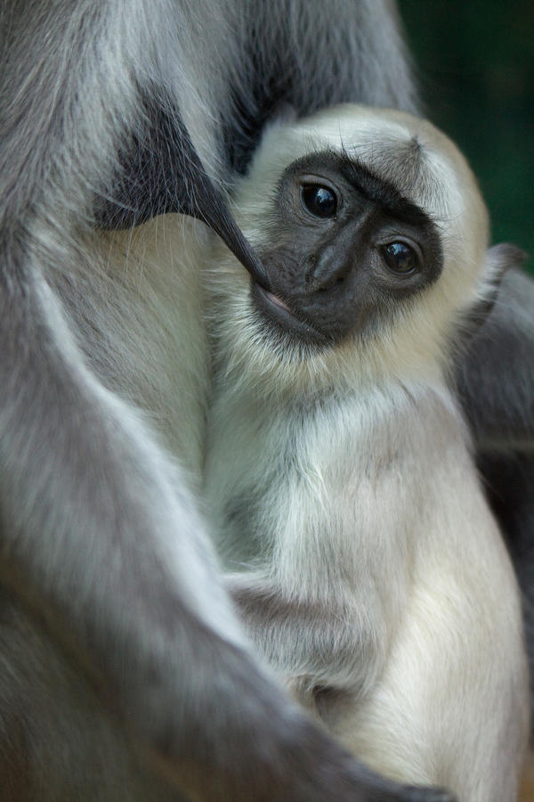 2417 - Gray Langur