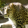 2467 - Persian leopard