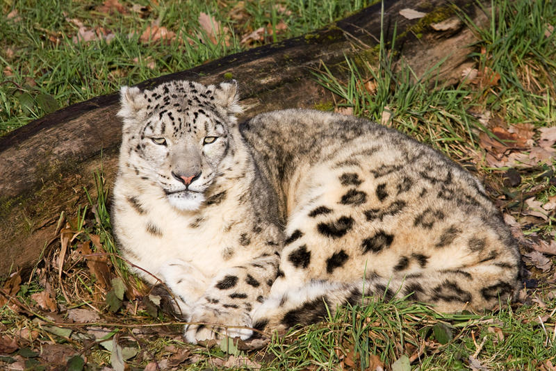4779 - Snow leopard
