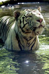 4318 - White tiger by Jay-Co