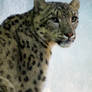 4478 - Snow leopard