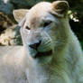 4536 - White lion