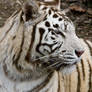 5551 - White tiger