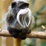 6907 - Emperor Tamarin