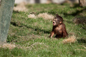 7357 - Baby Orangutan