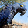 7760 - Hyacinth Macaw