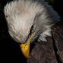 9647 - Bald eagle