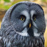 0323 - Great Grey Owl