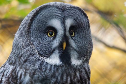 0323 - Great Grey Owl