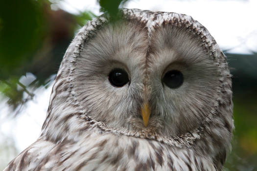 0315 - Ural Owl