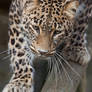 2794 - Persian leopard