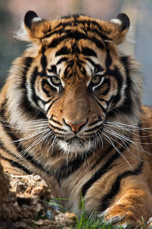 4427 - Sumatran Tiger by Jay-Co