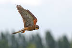 Common Kestrel by Jay-Co