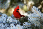Northern Cardinal by Jay-Co