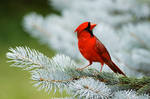 Northern Cardinal 04 by Jay-Co