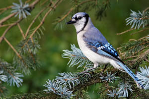 Blue Jay 05