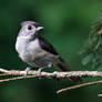 Tufted Titmouse