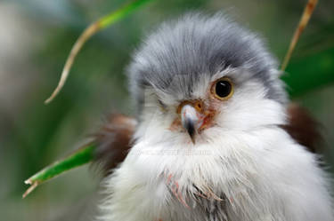 Pygmy Falcon