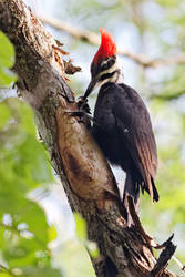 Pileated Woodpecker