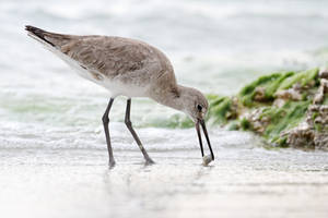 Willet