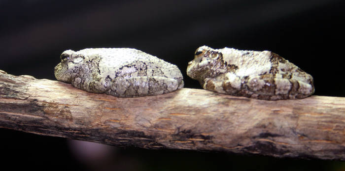 Bumps on a log