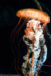 Jellyfish Lr5