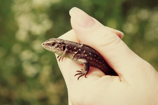 Small lizard