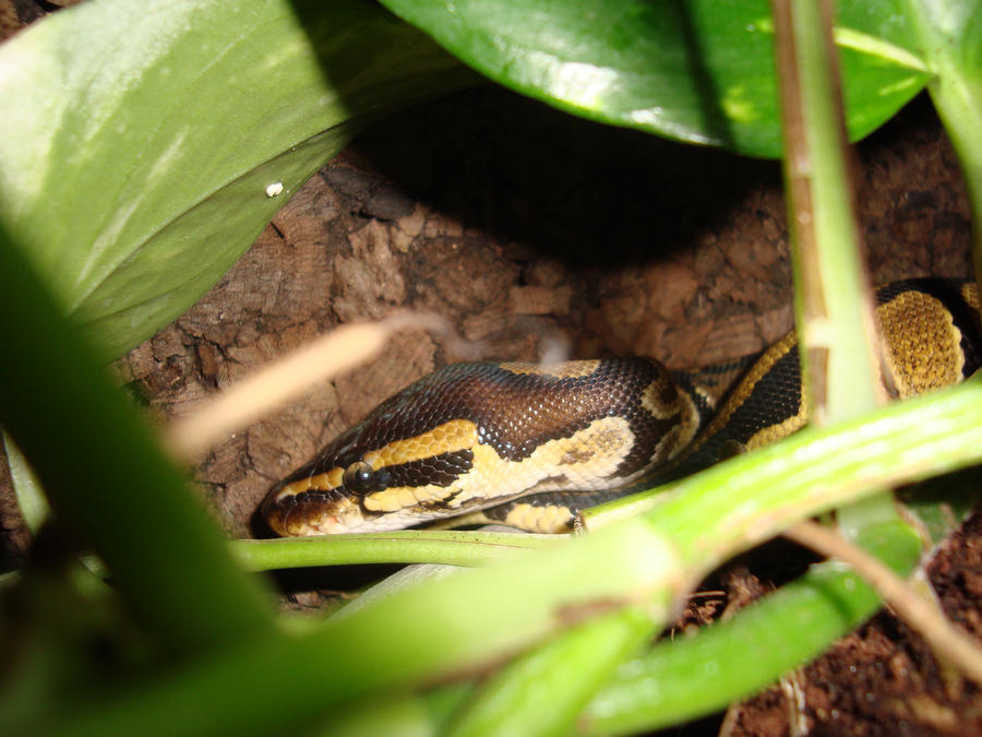 Normal Ball Python Characteristics Normal ball-python by OneAndOnlySelina on DeviantArt