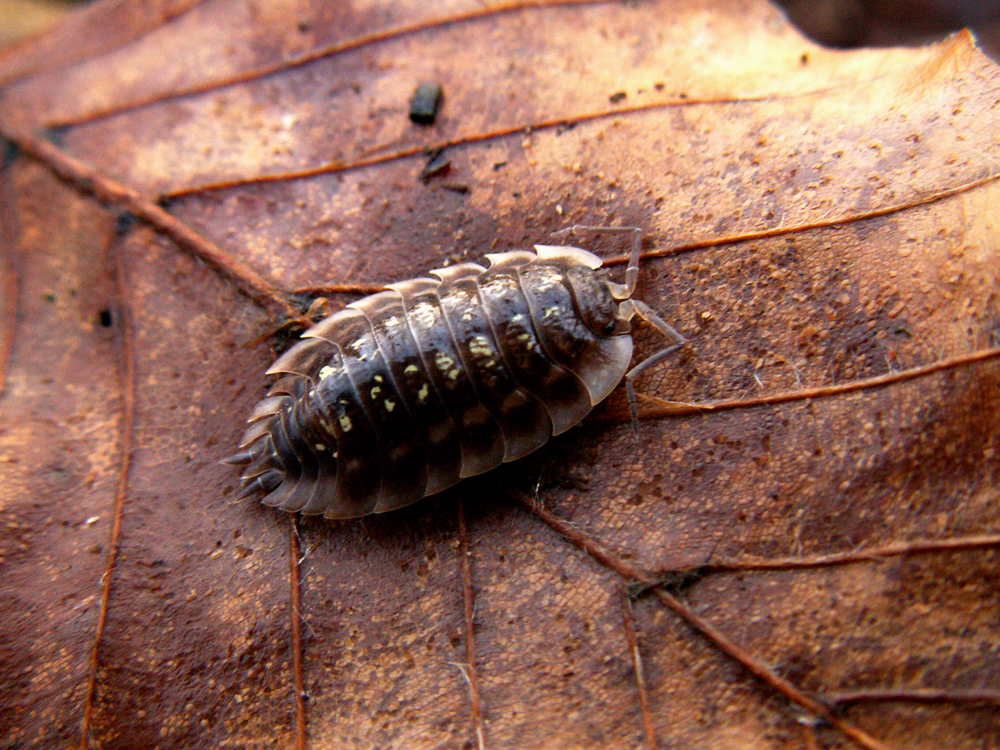 Insect -I- sow bug, millepede