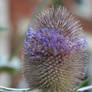 thistle