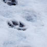 Paws in the Snow