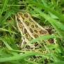 Leopard Frog