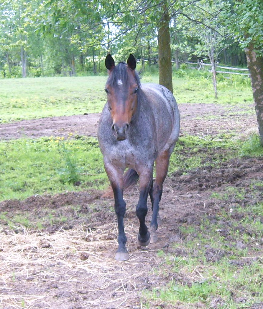 Little Roan Mare