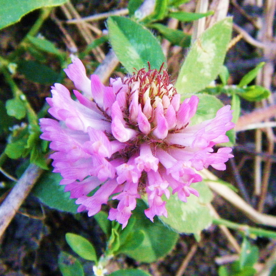 Honeysuckle clover