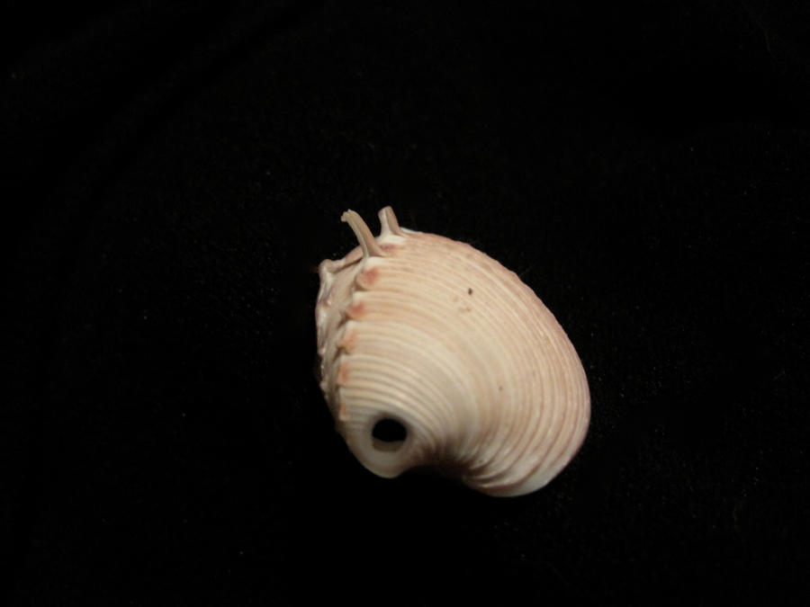 Small Spike Shell by Cabba on DeviantArt