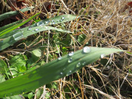 Beads of Water