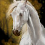 Arabian Horse