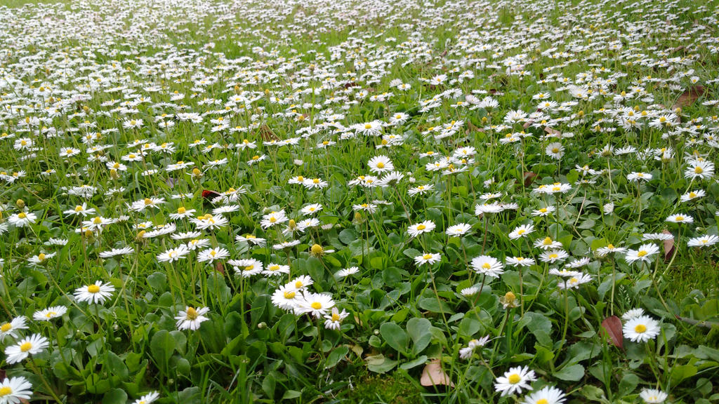 El lugar donde las flores son libres