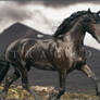 Friesian 2