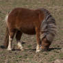 Miniature Horse