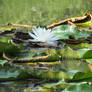 Water Lily