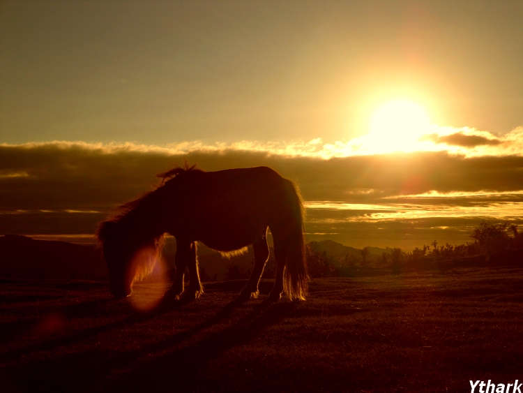 Horse in the mountains.