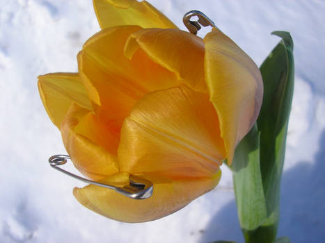 Tulip