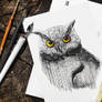 Serious owl